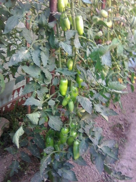 Photo0372 - GRADINA 2