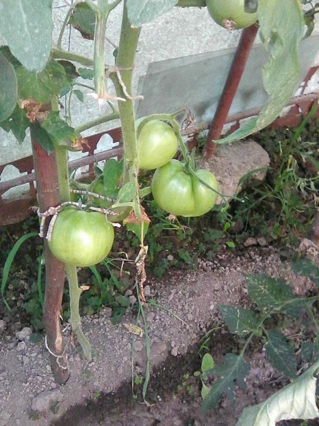 Photo0374 - GRADINA 2