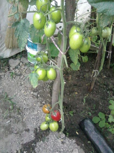 Photo0376 - GRADINA 2