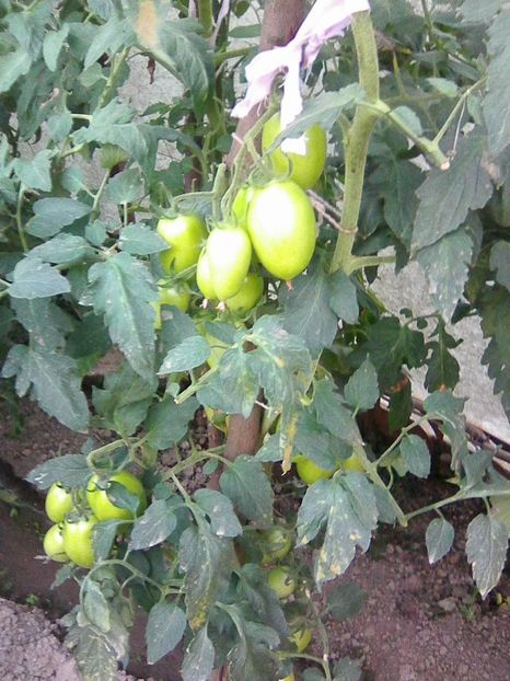 Photo0379 - GRADINA 2