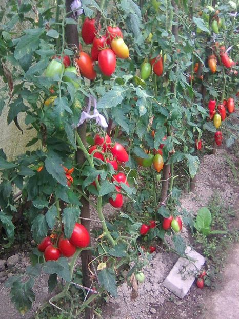 Photo0401 - GRADINA 2