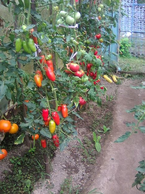 Photo0402 - GRADINA 2