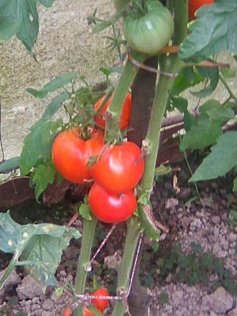 Photo0404 - GRADINA 2