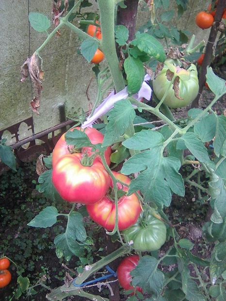 Photo0405 - GRADINA 2