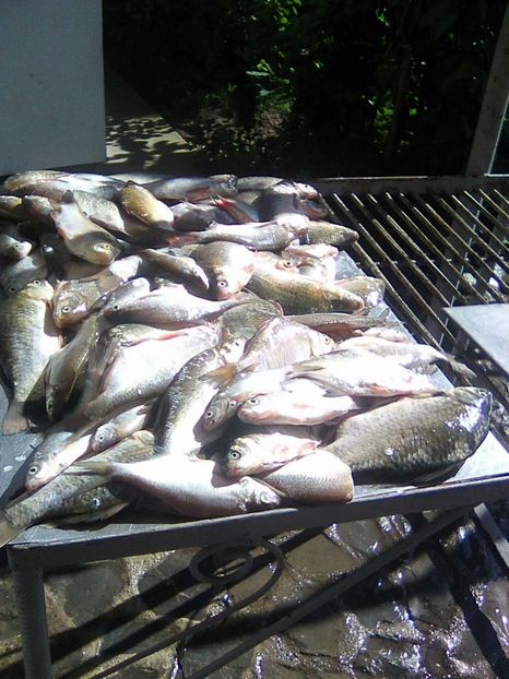 Photo0413 - PESCUIT 2019