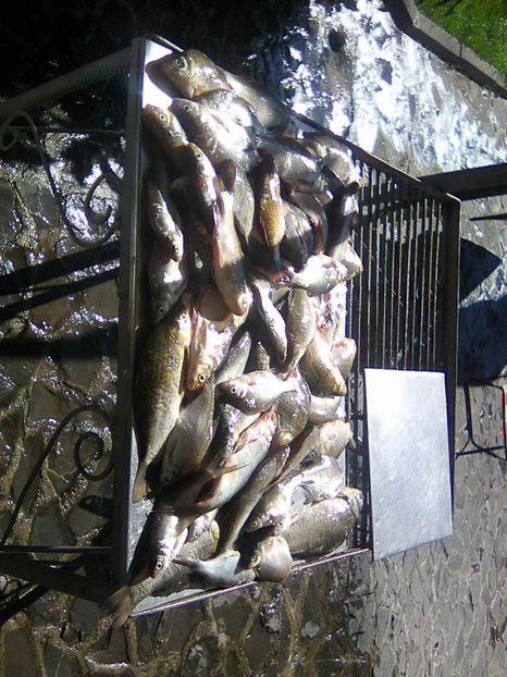 Photo0414 - PESCUIT 2019