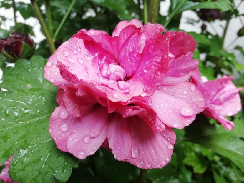 Duc de Brabant - Gradina 2019