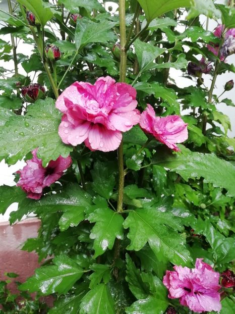 - Gradina 2019
