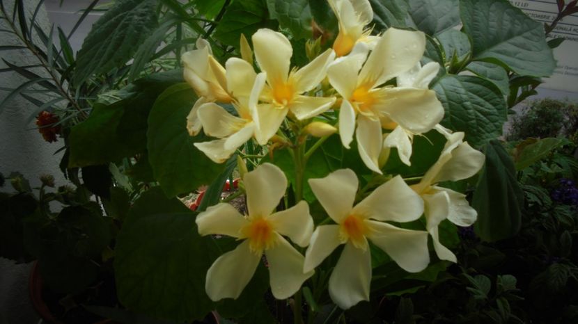 Zambind iar,Marie - Stelute