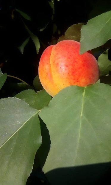 IMG-20190716-WA0003 - Caisi