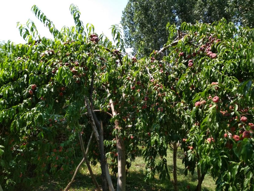 Piersic Plat - Piersici