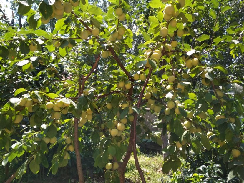 Renclod Verde - Pruni