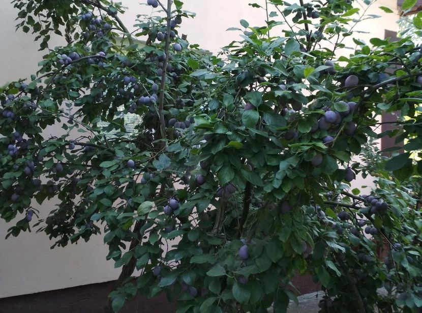 Tuleu Timpuriu - Pruni