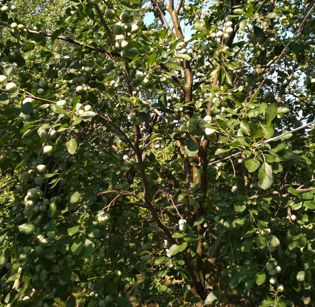 Renclod Althan - Pruni