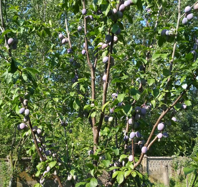 Cakanska Lepotica - Pruni