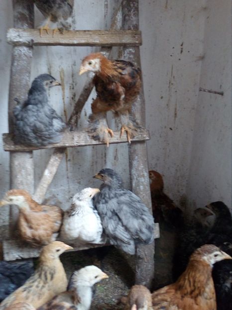  - Pui de gaina 2019 brahma si cocinchina