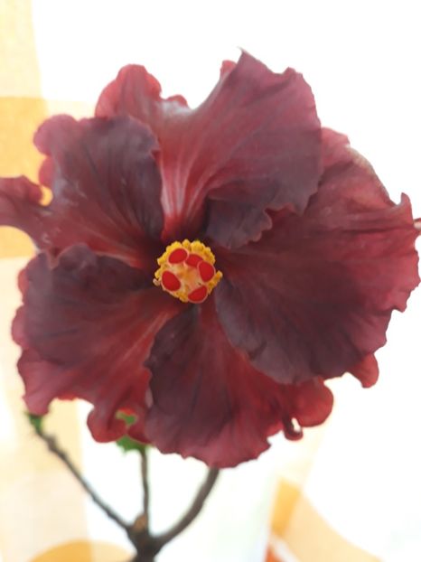  - 1- HIBISCUS 2019