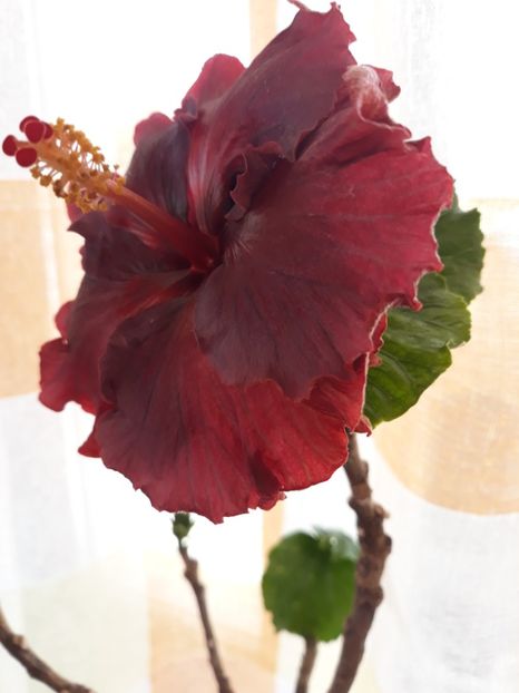  - 1- HIBISCUS 2019