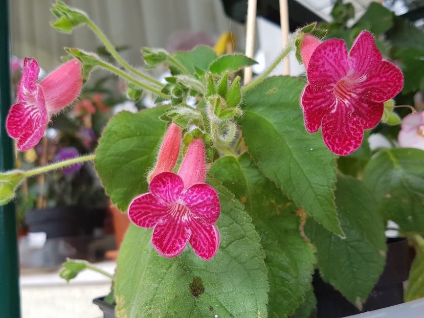 Texas Rainbow - Kohleria