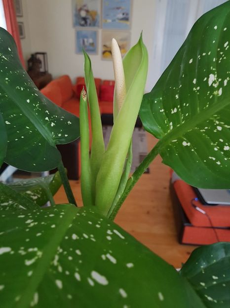 Diffenbachia-inforeste? - Alte plante de interior