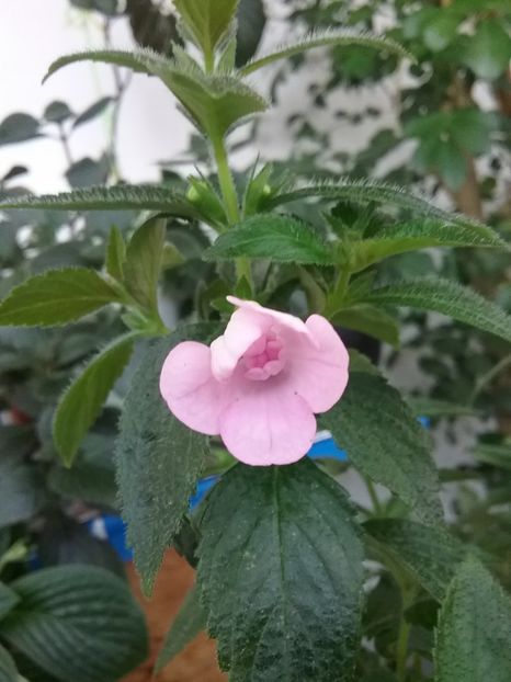  - Double Pink Rose