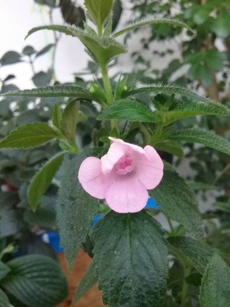  - Double Pink Rose