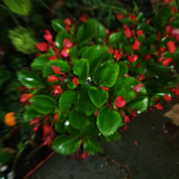  - 0-2019 - De prin curte