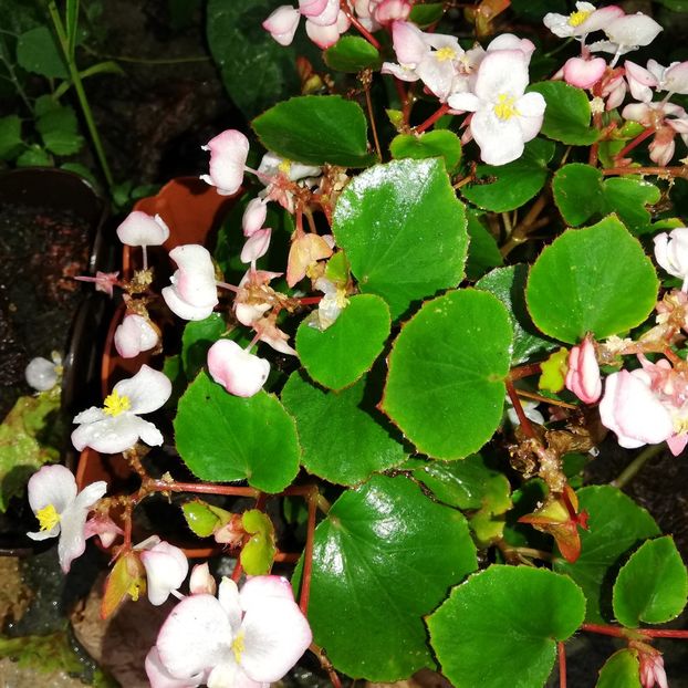  - 0-2019 - De prin curte