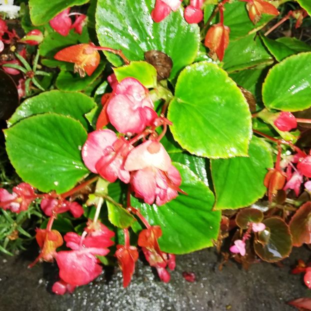  - 0-2019 - De prin curte