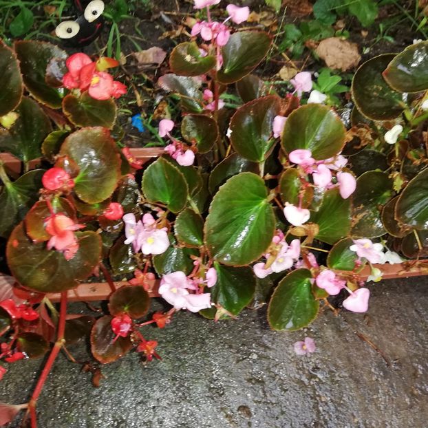  - 0-2019 - De prin curte