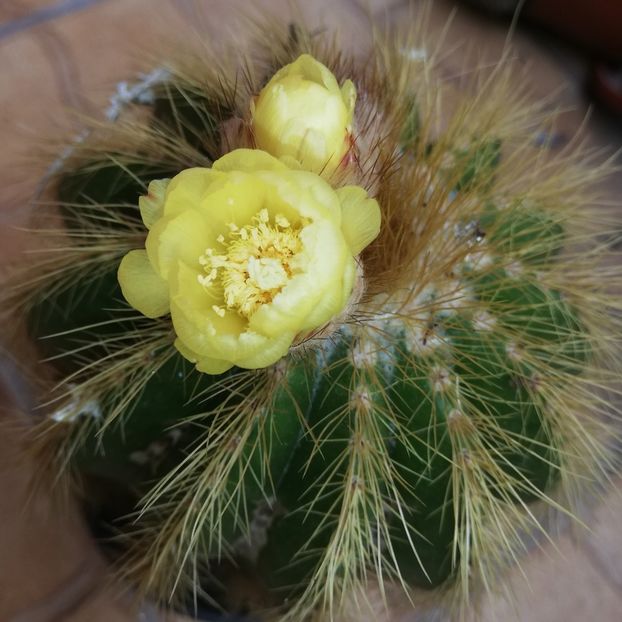  - 0-2019 - De prin curte