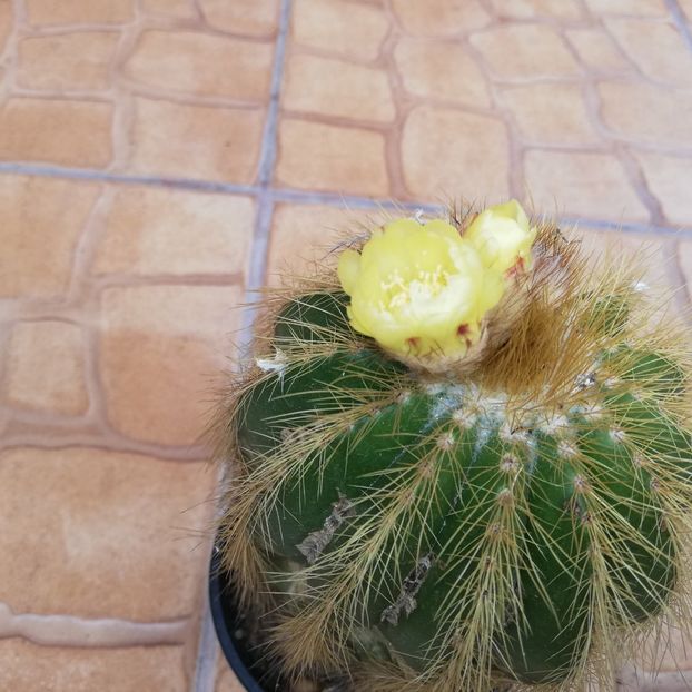  - 0-2019 - De prin curte