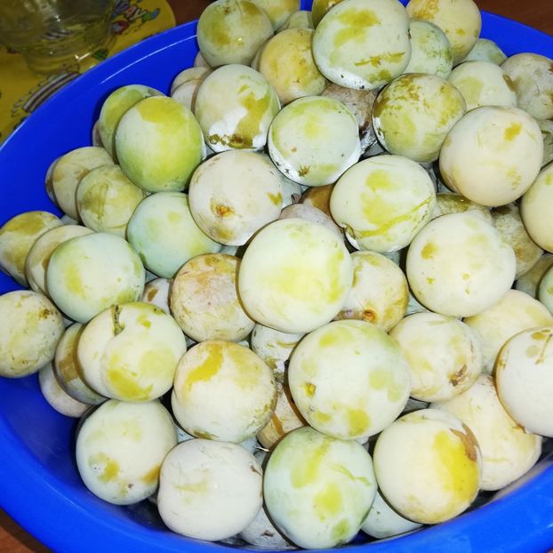  - 0-2019 - De prin curte