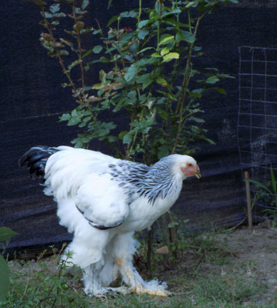  - VIITOR SPERANTE PTR 2020