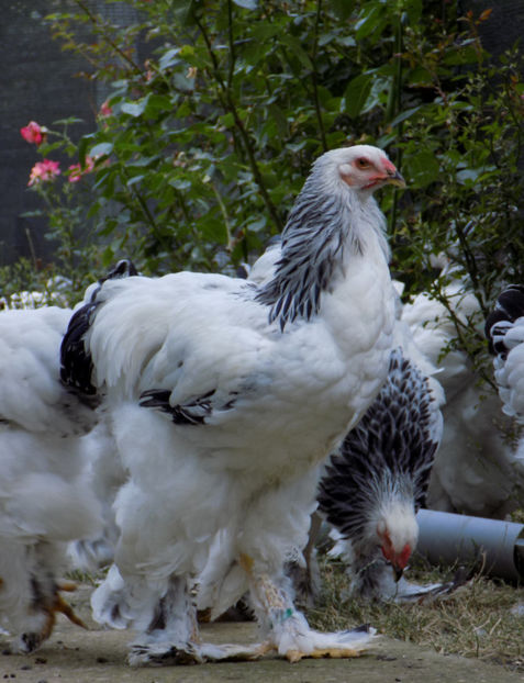  - VIITOR SPERANTE PTR 2020