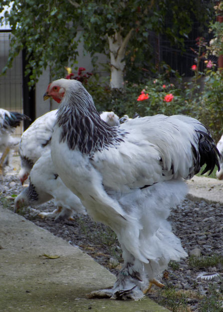  - VIITOR SPERANTE PTR 2020