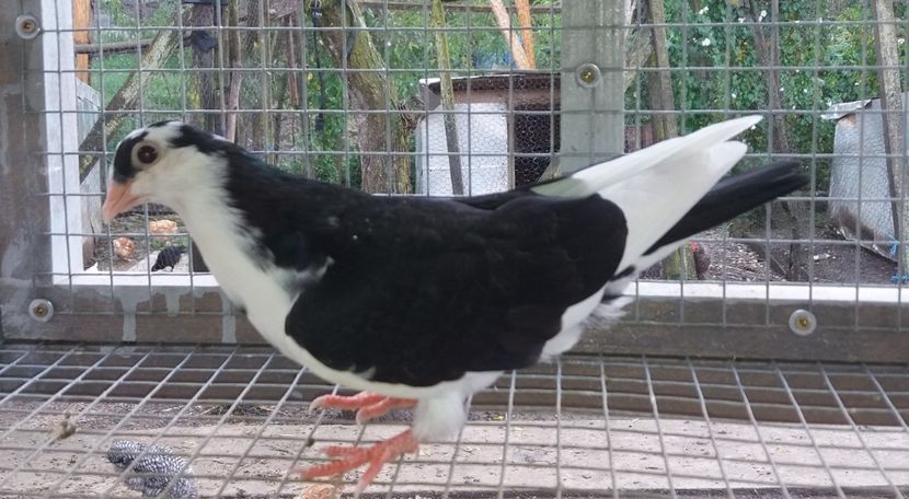 7003  mascul  2019 - Plecați ALBUM 2