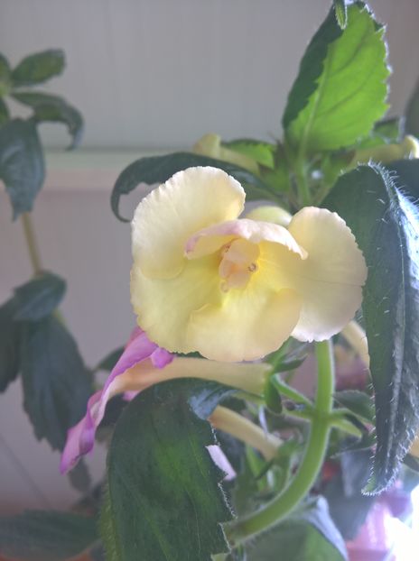  - Yellow English Rose