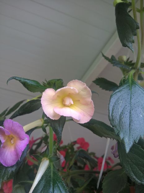  - Yellow English Rose