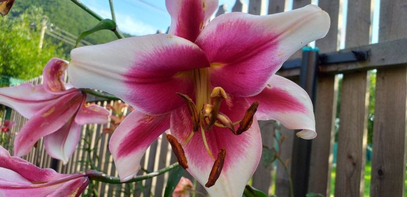 received_1369401183214704 - Florile mele 2019