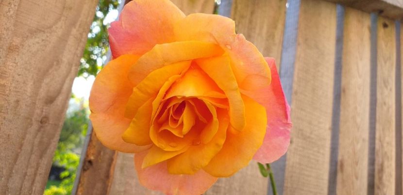 received_413426496185211 - Florile mele 2019