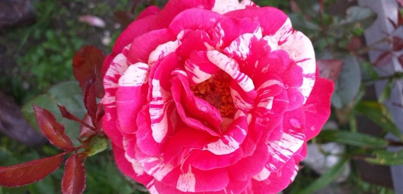 received_676381439491986 - Florile mele 2019