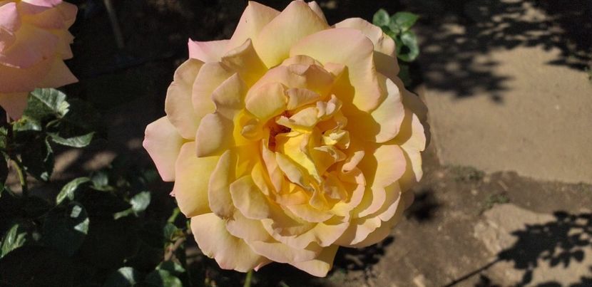 received_714269772336969 - Florile mele 2019