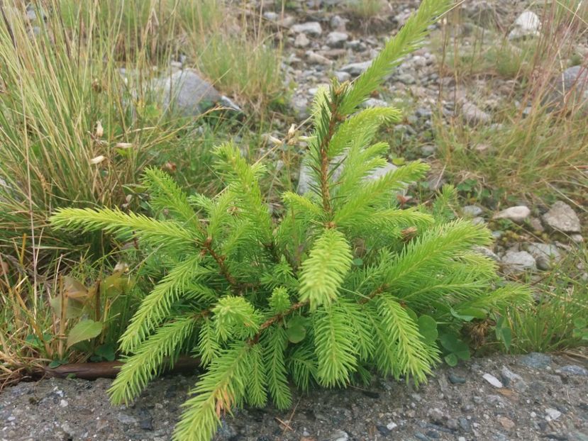  - Transalpina august 2019