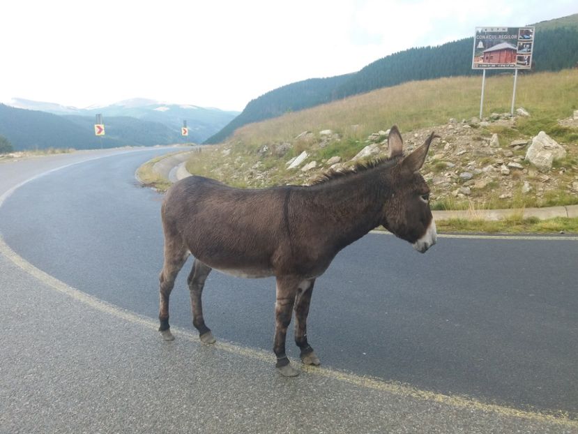  - Transalpina august 2019