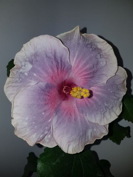  - Hibiscus Renaissance Blue