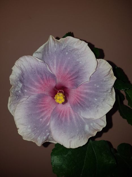  - Hibiscus Renaissance Blue