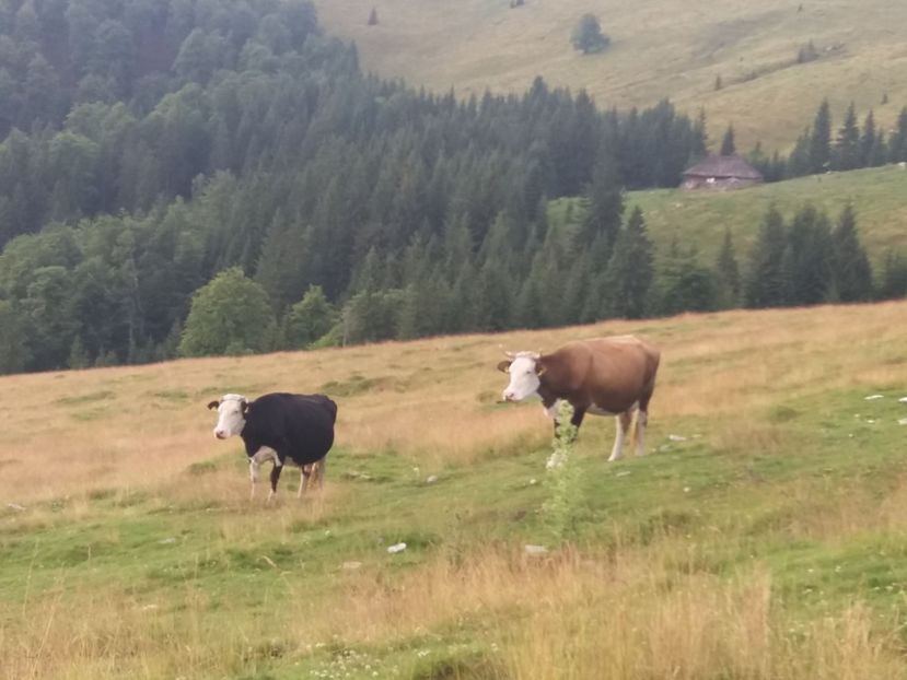  - Transalpina august 2019