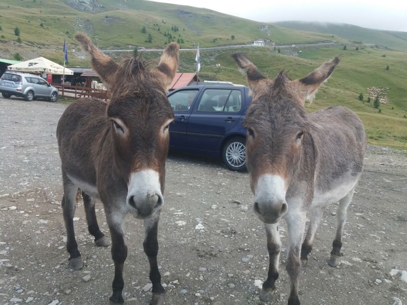  - Transalpina august 2019