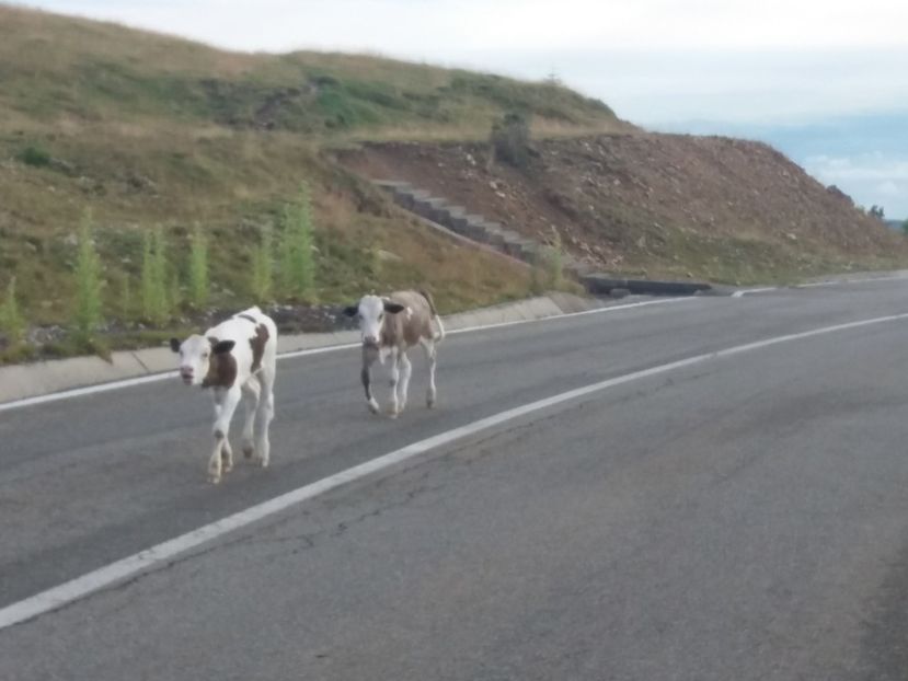  - Transalpina august 2019